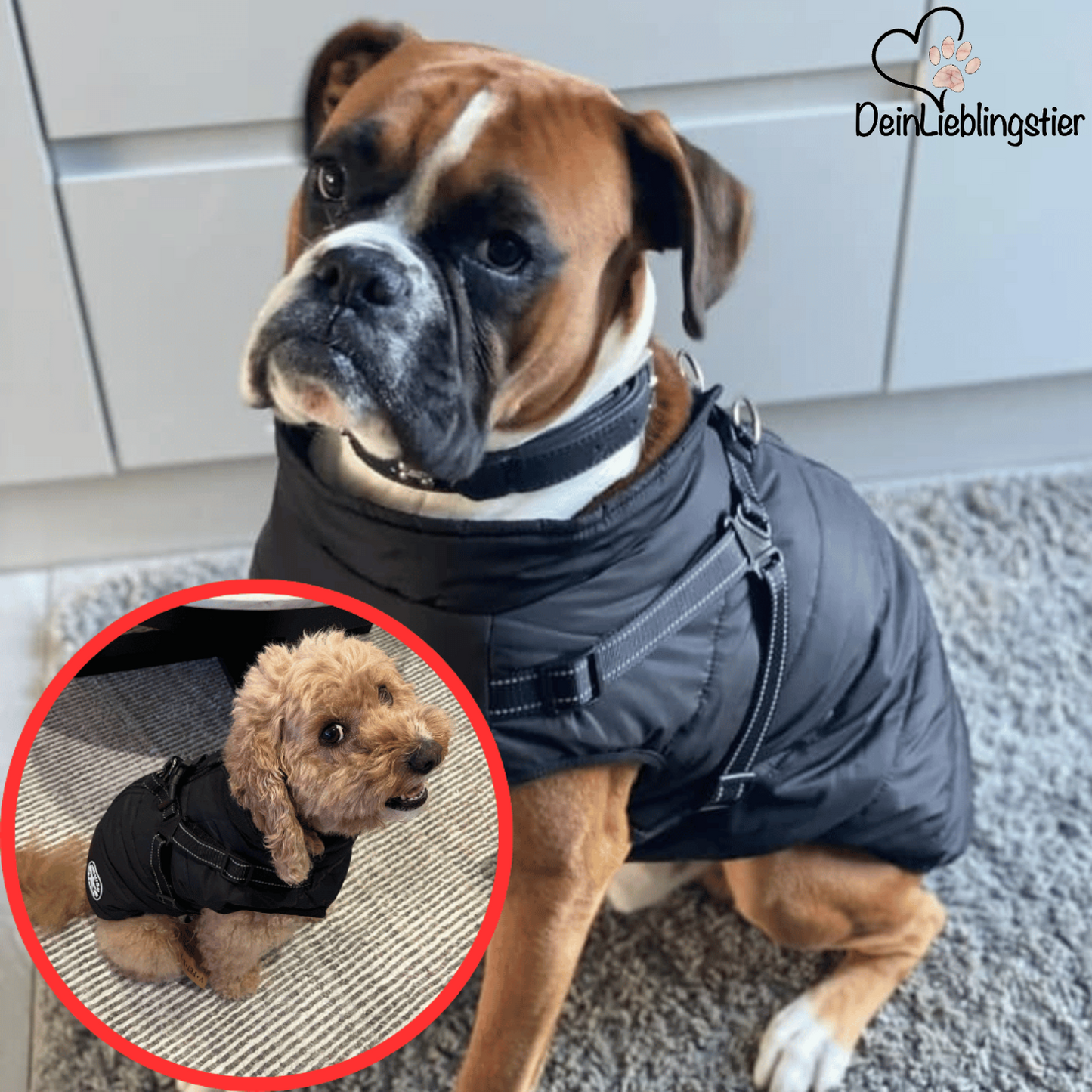 Allwetter-Hundejacke - wasserdicht, verstellbar_schwarz_testsieger