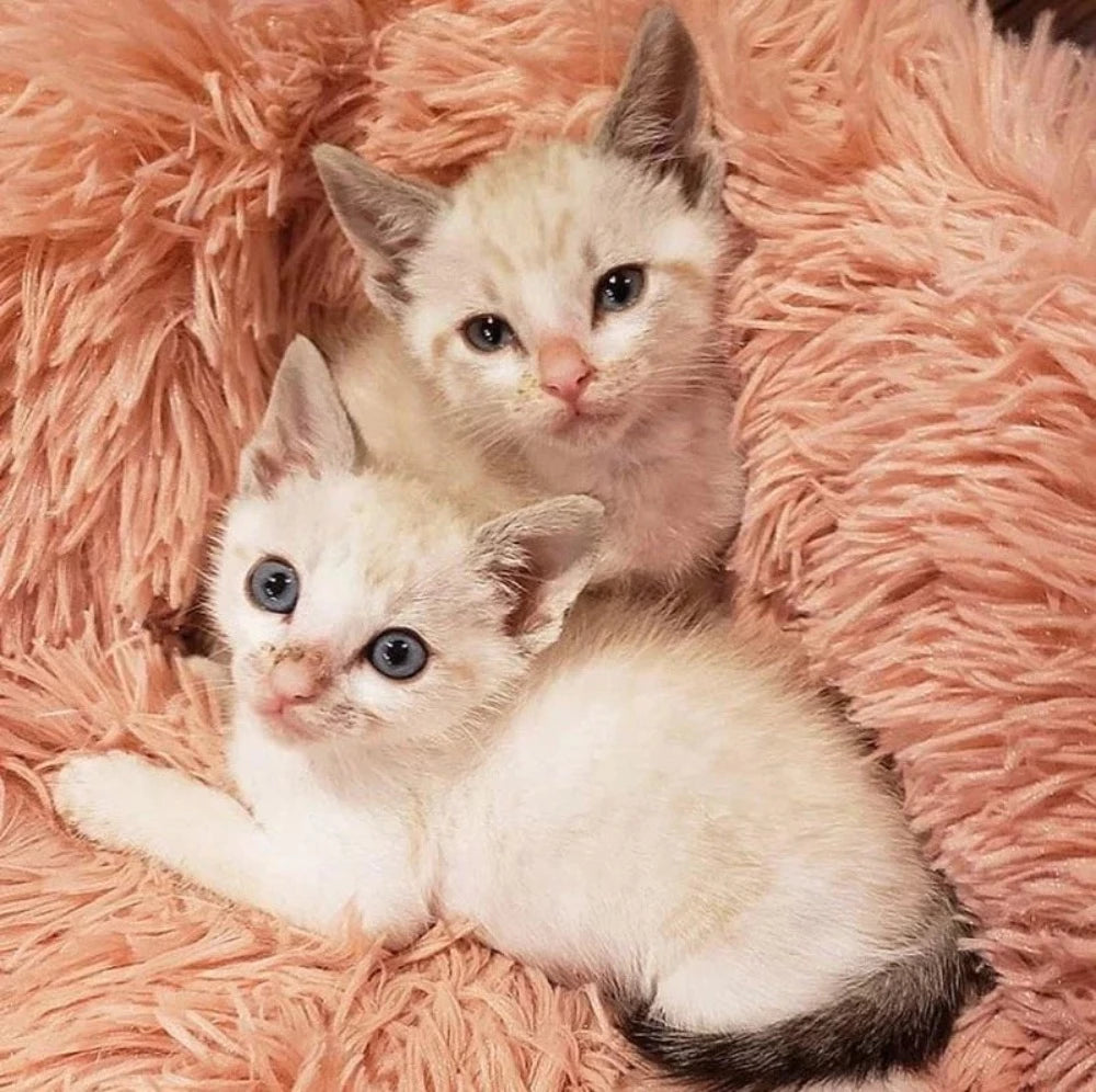 Kuscheliges Katzenbett "Wolke7" - das Original_pink 2