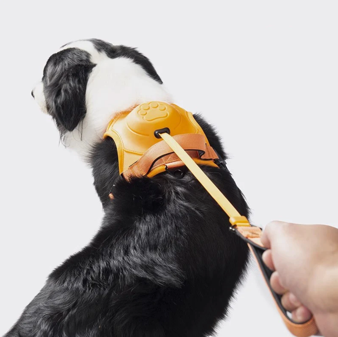 Hundegeschirr mit integrierter Leine