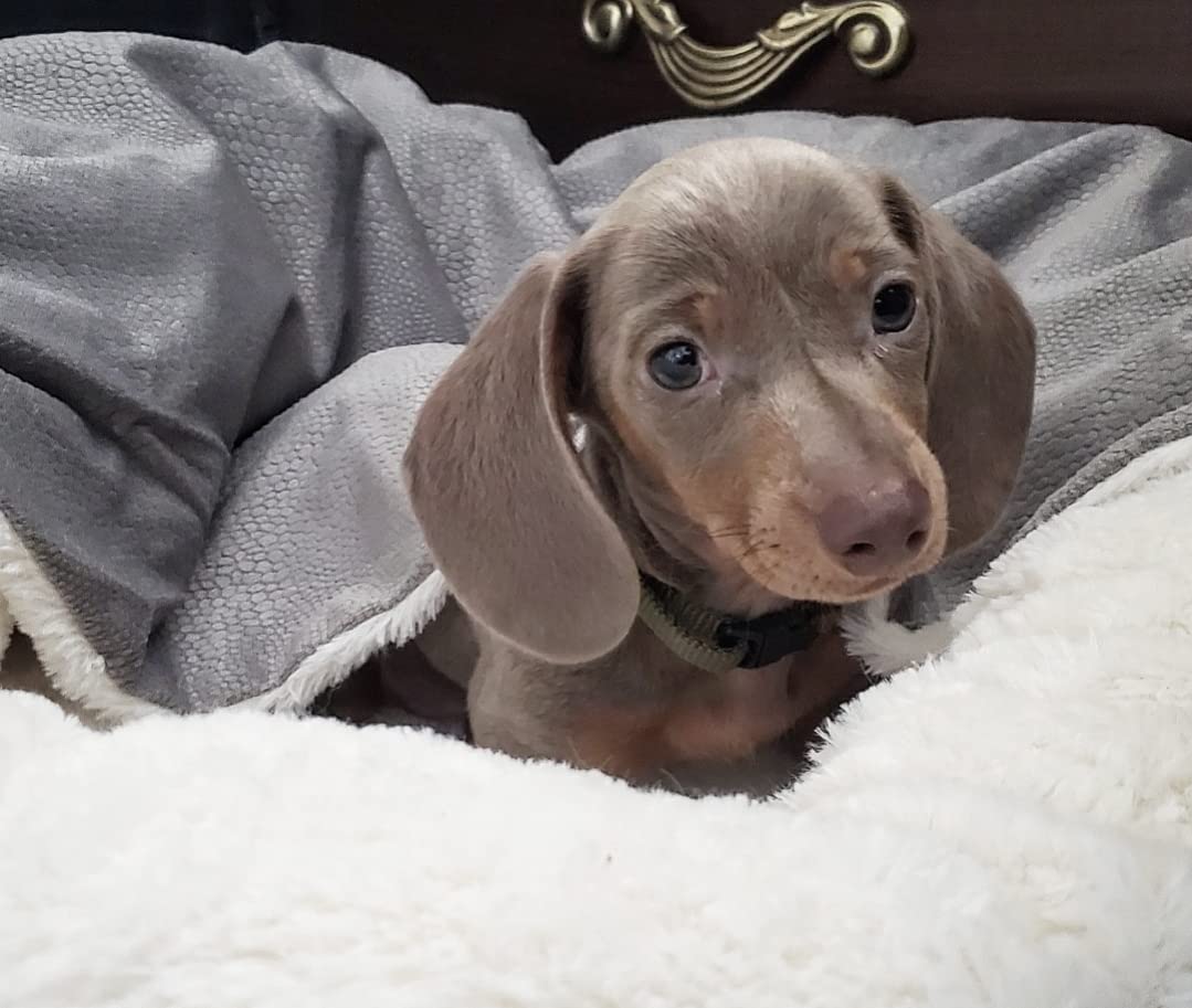 Flauschige Anti-Stress-Hundehöhle "Kuschelwolke" - das Original - sicherer Rückzugsort, samtweicher Rund-um-Schutz, waschbar