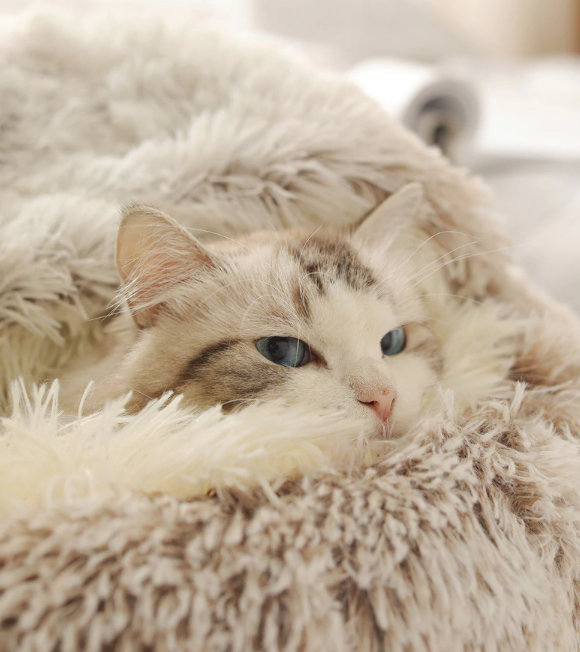 Orthopädisches Katzenbett - kuschelig weich, waschbar, haustierfreundlich_beige 2