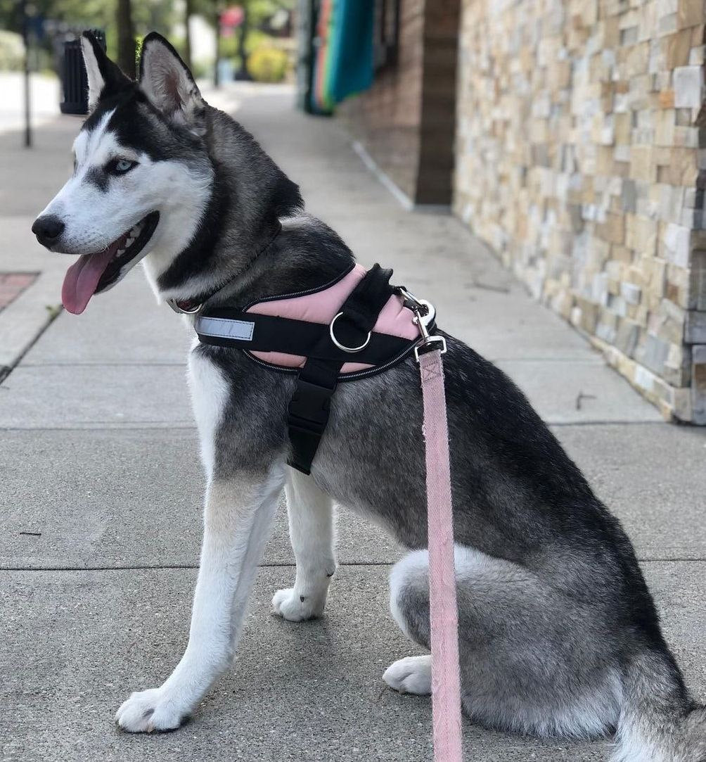 Personalisiertes Hundegeschirr mit verstellbare Träger und bruchsichere Schnalle