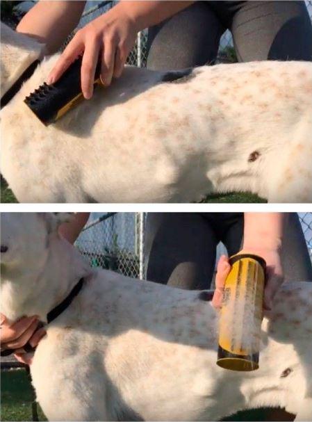 schnell tierhaare entfernen