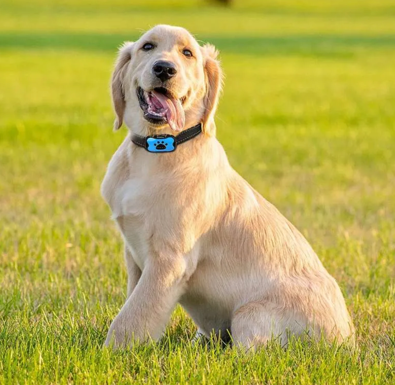 Anti-Bell Halsband / Trainingshalsband für Hunde - 7 Stufen Sound & Vibration_testsieger_blau