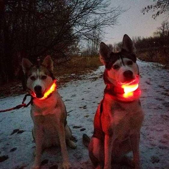 led hundehalsband gelb