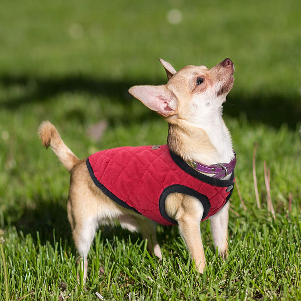 Hunde Winterjacke - Caddy
