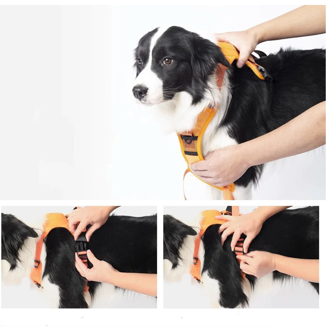 Hundegeschirr mit integrierter Leine
