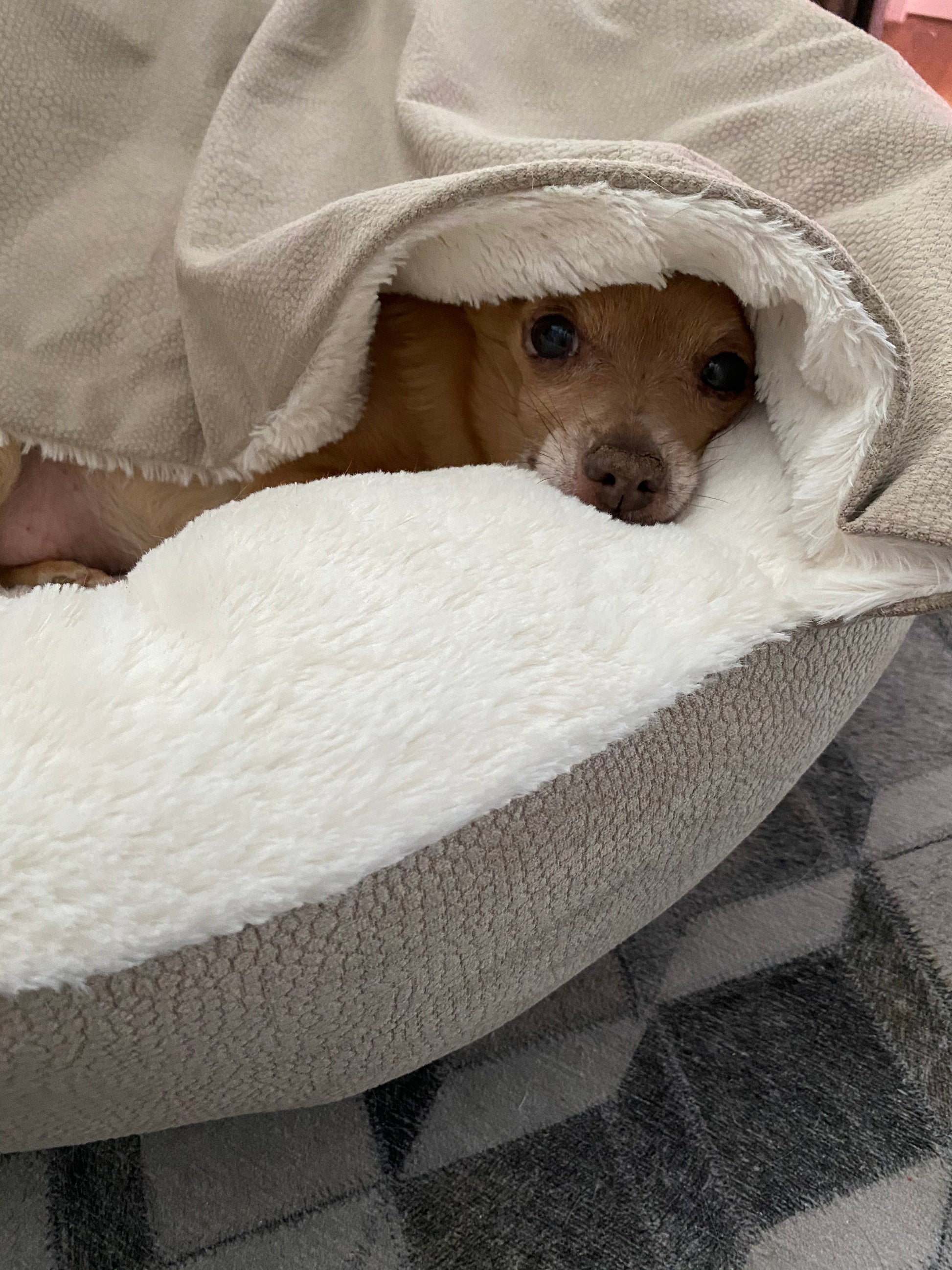 Flauschige Anti-Stress-Hundehöhle "Kuschelwolke" - das Original - sicherer Rückzugsort, samtweicher Rund-um-Schutz, waschbar_dunkelbeige3