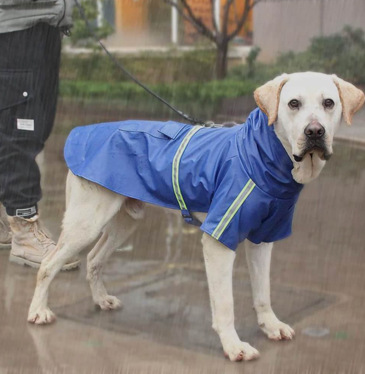 Hunde-Regenmantel - schützt vor Wind, Regen und Kälte__blau