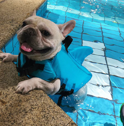 Hunde Schwimmweste