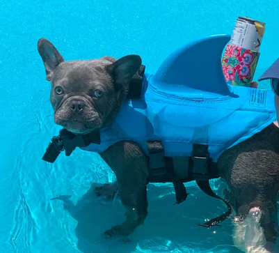 Hunde Schwimmweste