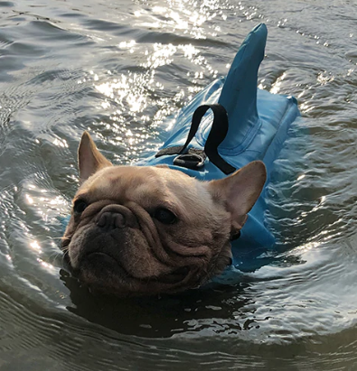 Hunde Schwimmweste SHARKY - mit Haiflosse 1 St 