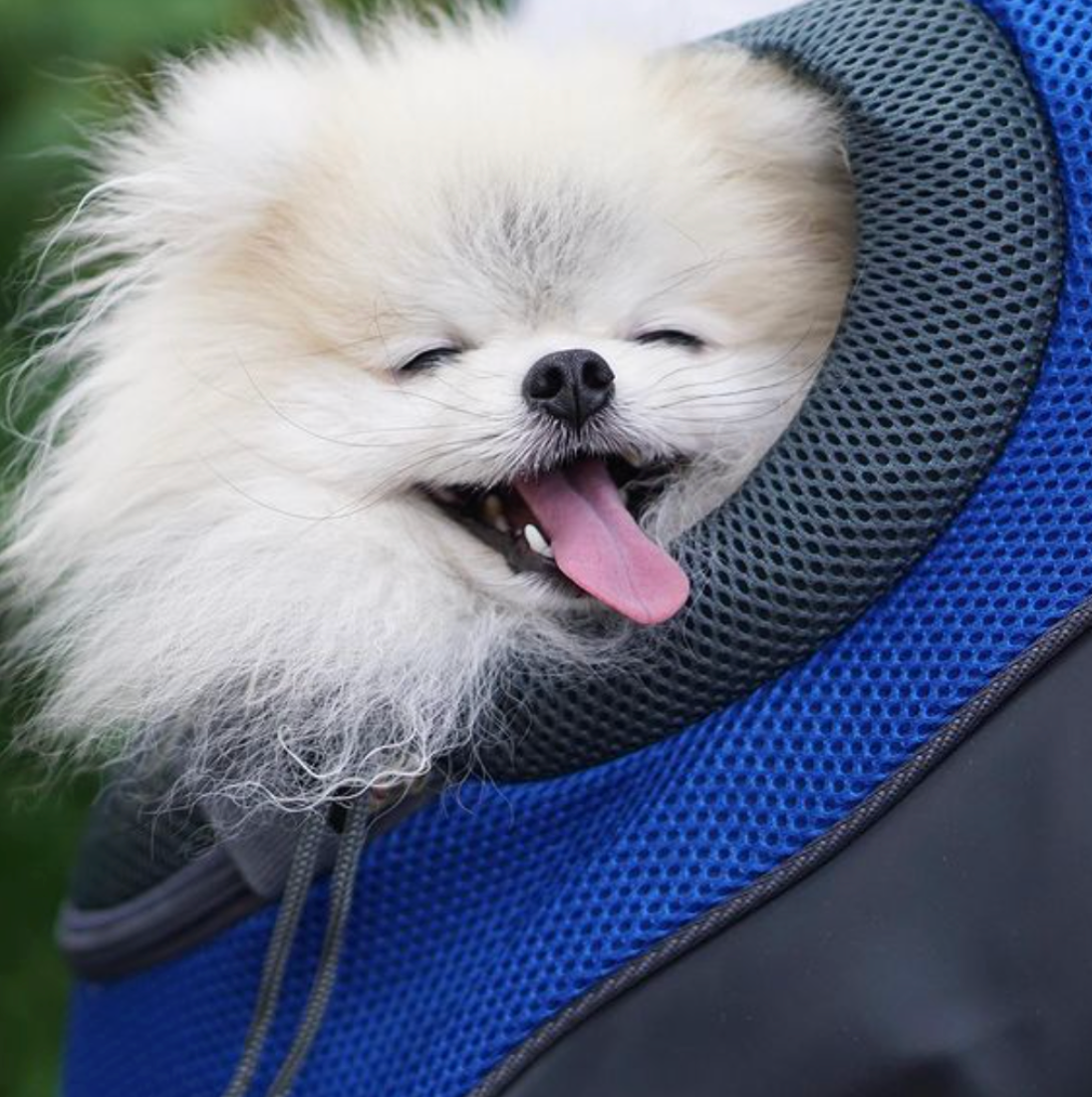Hunde-Tragerucksack für kleine & mittelgroße Hunde bis max. 11 kg - super bequem & größenverstellbar_ blau neu