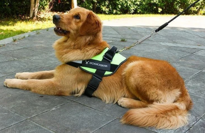 Flexy™ Power Hundegeschirr, strapazier- und anpassbar grosse hunde gelb