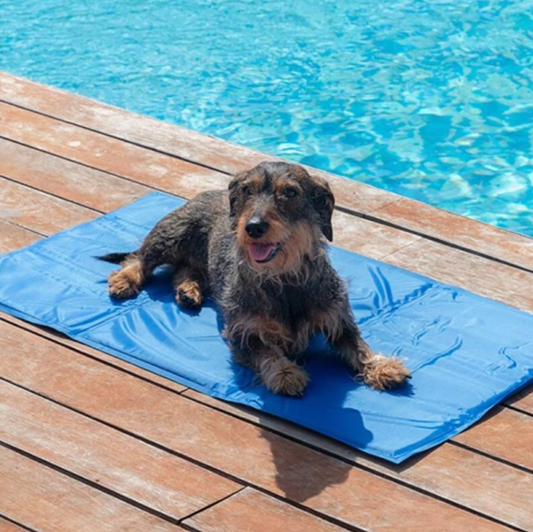 Kühlmatte mit Eisseide / Kühlbett für Hunde & Katzen - erfrischend an heißen Sommertagen, wasserfest, leicht waschbar