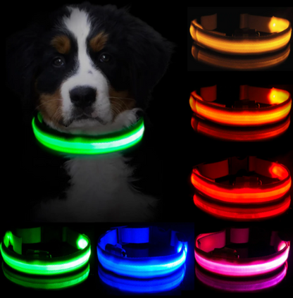 leuchtendes hundehalsband