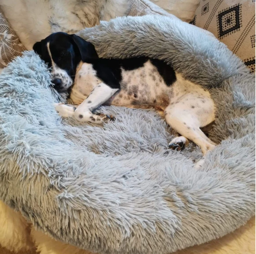 Orthopädisches Hundebett "Wolke 7" - kuschelig weich, leicht waschbar, haustierfreundlich_grau 5