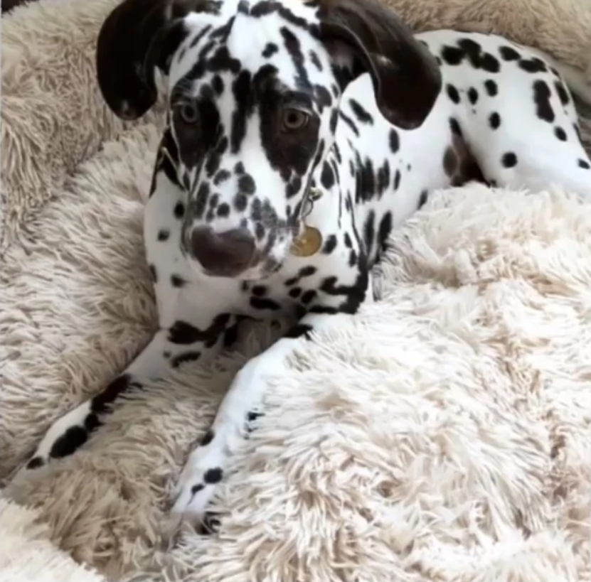 Orthopädisches Hundebett "Wolke 7" - kuschelig weich, leicht waschbar, haustierfreundlich_weiß6