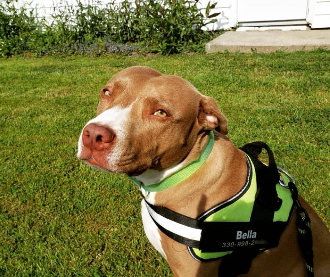 Personalisiertes Hundegeschirr mit verstellbare Träger und bruchsichere Schnalle