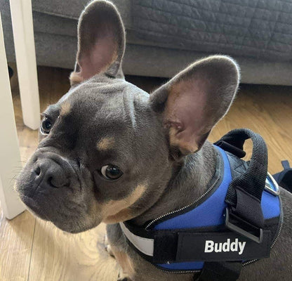 Personalisiertes Hundegeschirr mit verstellbare Träger und bruchsichere Schnalle