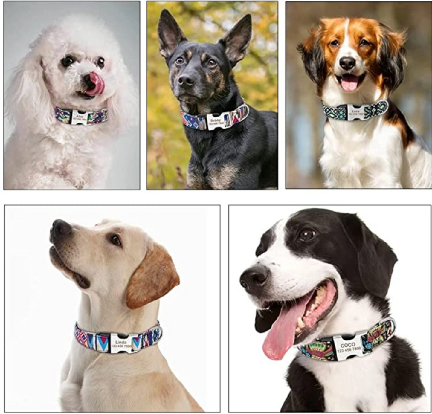 Personalisiertes Hundehalsband mit Leine - mit Name & Tel.-Nr. bedruckt - testsieger